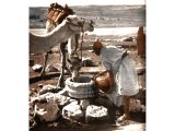 Camel drivers take their beasts to a trough by a well where they can drink. An early photograph.